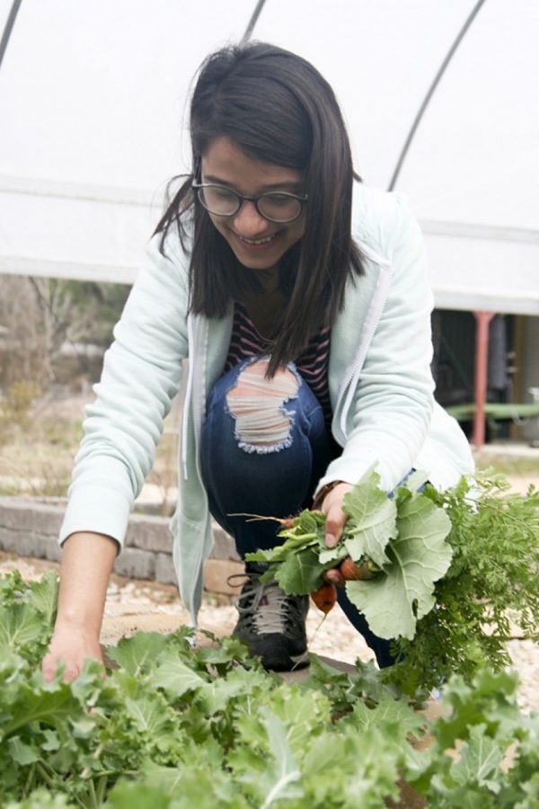 Interning in the community garden