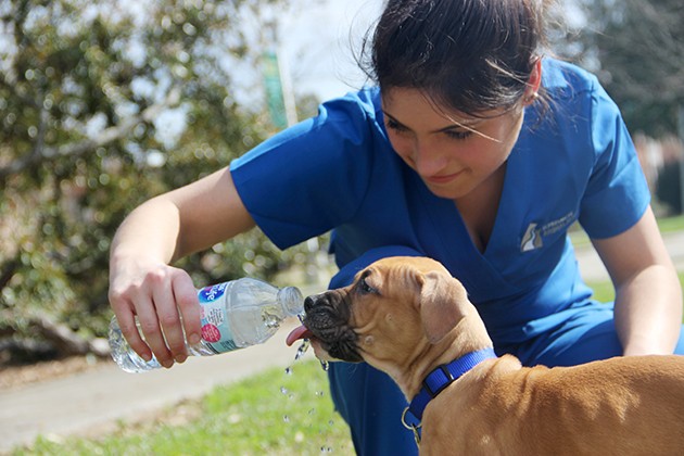 Rescuing the forgotten cats and dogs on campus