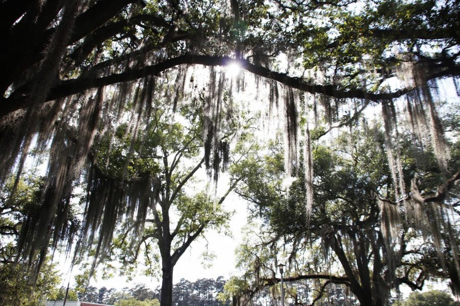 The university has recently decided to further their green efforts. A committee, originally formed as an anti-litter initiative, is now looking to expand their plans by installing 220 geothermal wells. 90 of these wells are located on the north side of Ascension Hall, and the remaining 130 are to be installed where Zachary Taylor Hall once stood. 