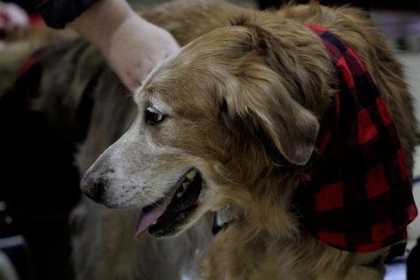 Canines and Cupcakes spreads positivity
