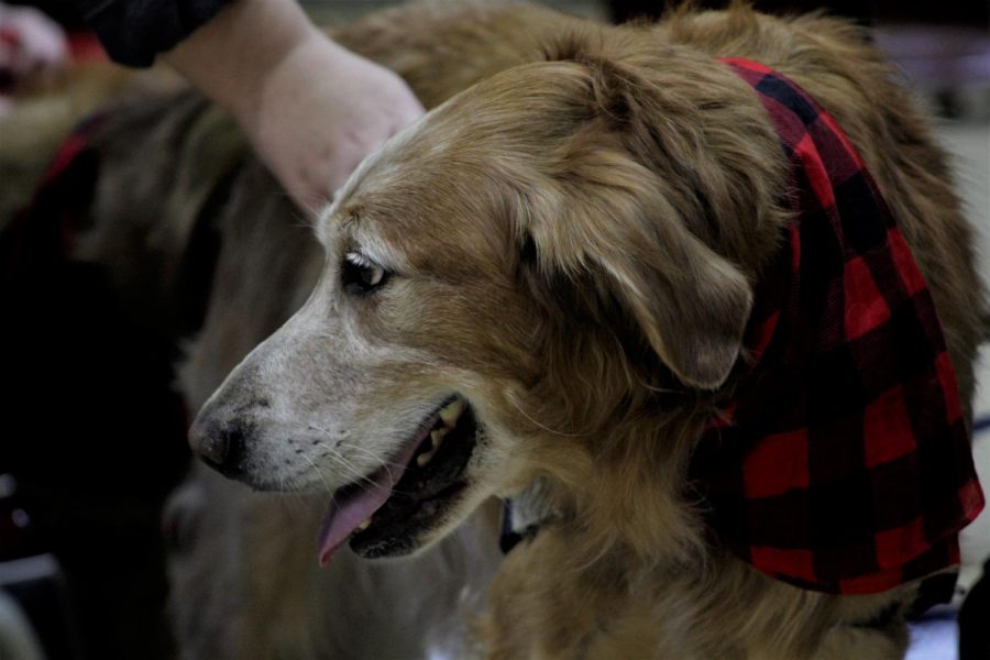 Oliver is a therapy dog who accompanies clients going through their speech therapy session.