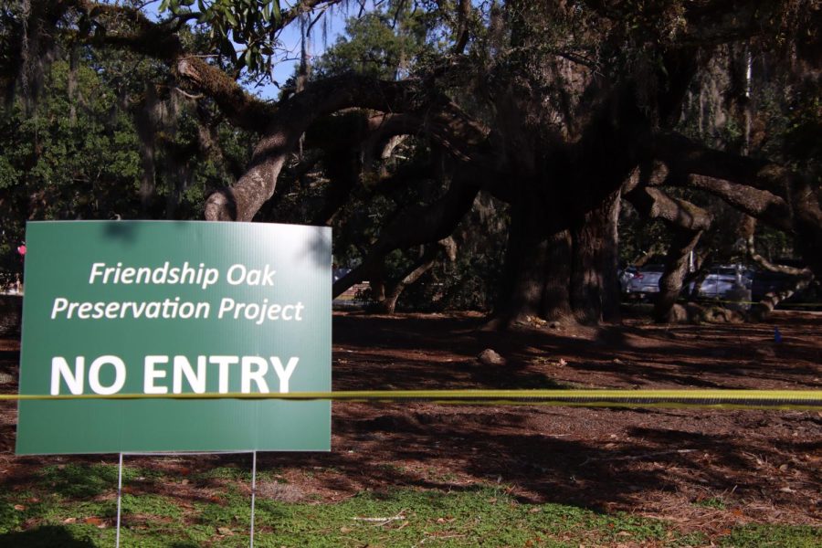 Friendship+Oak+is+currently+off+limits+to+all+students+as+preservation+efforts+begin+to+be+underway.