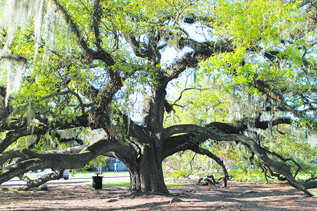 Standing tall in 2016, this picture of Friendship Oak displays why the preservation process is important to return this tree back to its prime. 