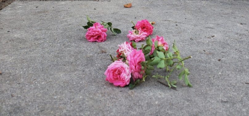 Passersby placed flowers at the scene of the incident. Nov. 29, 2023. 