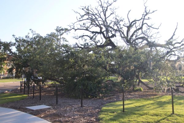 The area around Friendship Oak recieved protective additions to ensure the restoration process. 