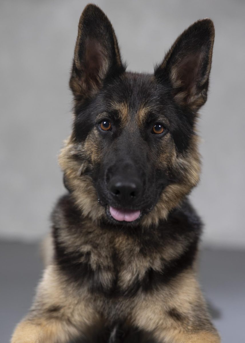 K9 Jula, a 2-year-old German Shepherd. Jula is trained in explosives detection and is assigned to K9 Handler Sgt. Blanchard, who is now UPD’s Community Engagement Coordinator. K9 Jula will be assisting Sgt. Blanchard at community engagement events and providing another layer of safety for our campus.