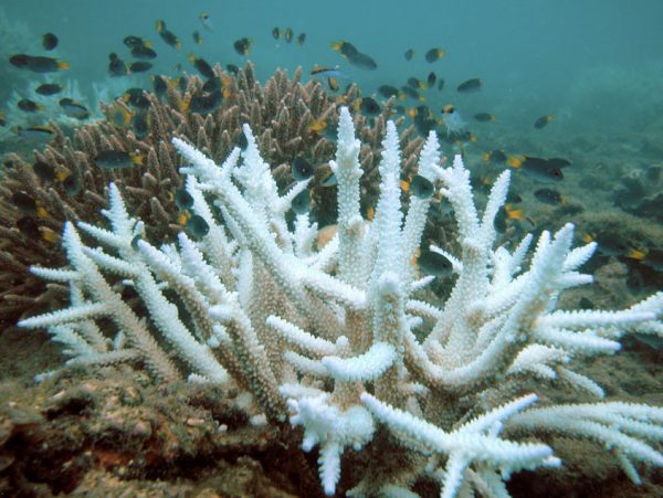 Increasing temperatures are causing coral reefs to lose their color and necessary algae covering.