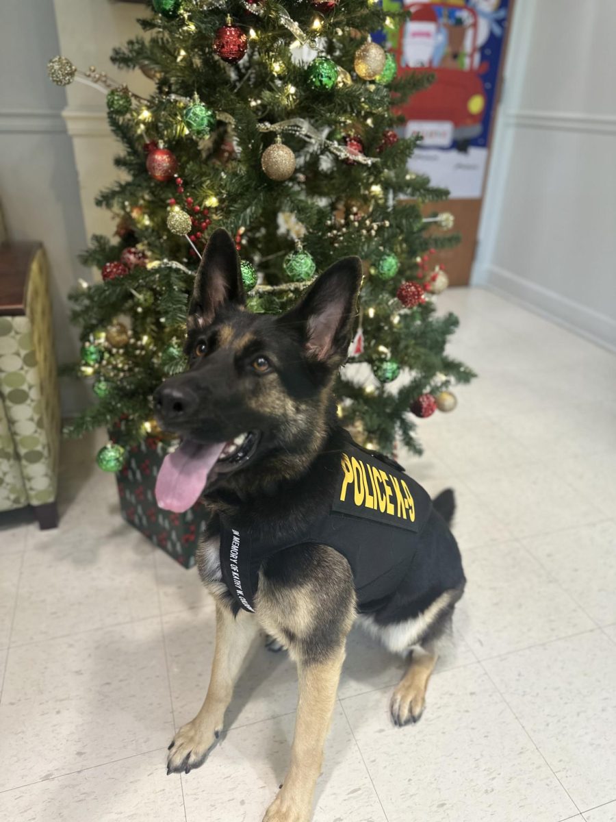 K9 Jula has received a bullet and stab protective vest thanks to a charitable donation from non-profit organization Vested Interest in K9s, Inc.  K9 Jula’s vest was sponsored by Vested Interest in K9s, Inc. and embroidered with the sentiment “In memory of Kathy W. Coldewey”.