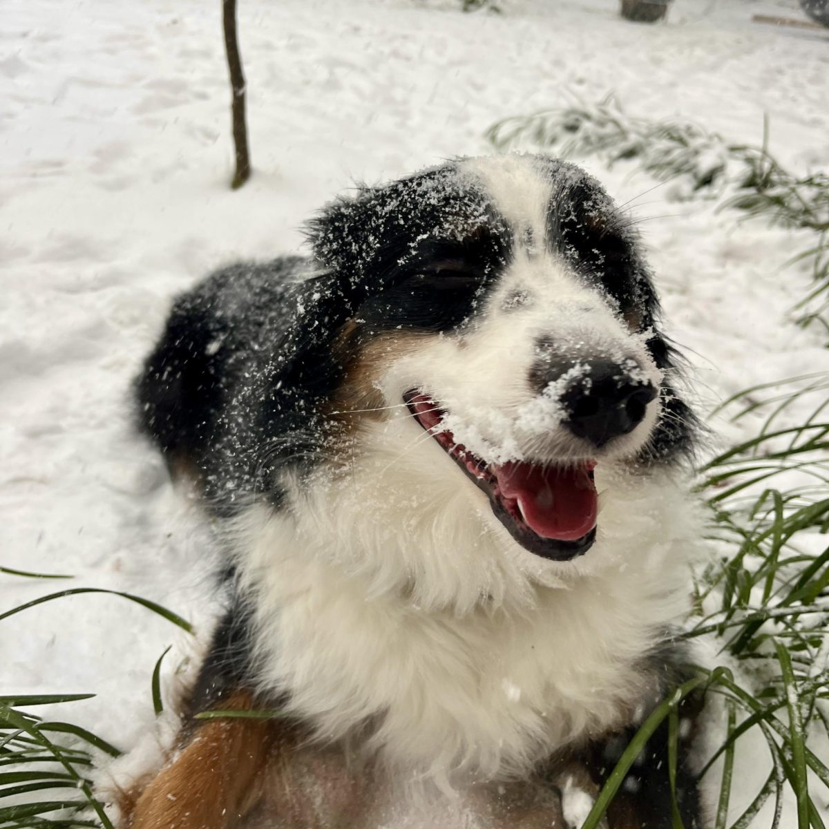 Even animals delighted at the sight of this winter wonderland!